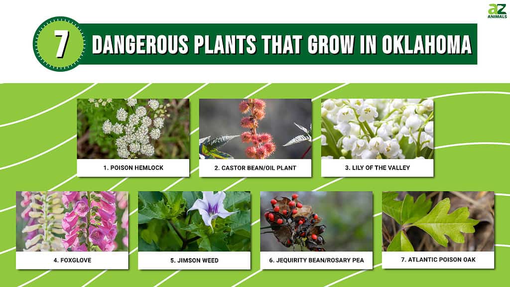 These seven poisonous plants can be found in Oklahoma