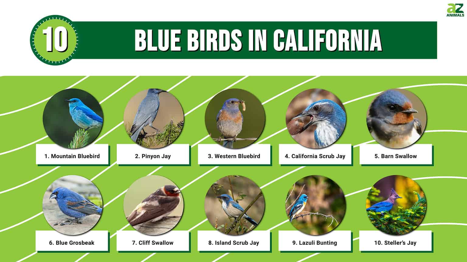 Discover 10 Blue Birds in California - A-Z Animals