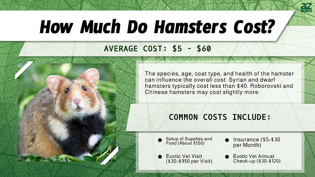 Infographic of How Much Hamsters Cost