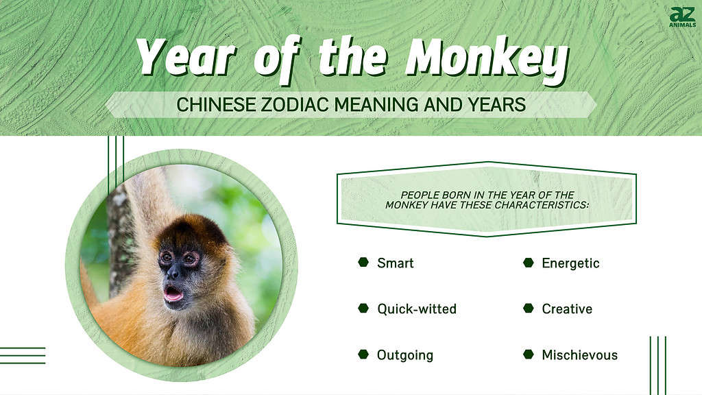 Year of the Monkey Chinese Zodiac Meaning and Years AZ Animals