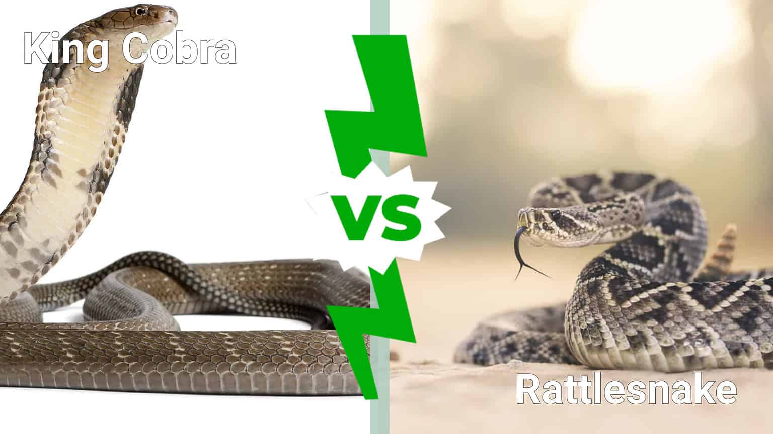 King Cobra Vs Rattlesnake: Which Deadly Snake Would Win In A Fight? - A 