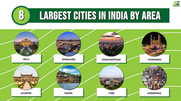 the-8-largest-cities-in-india-by-area-in-2024-a-z-animals