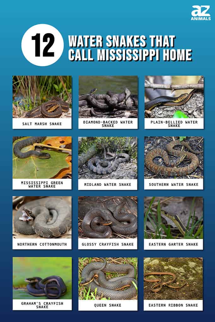 Water Snakes That Call Mississippi Home infographic