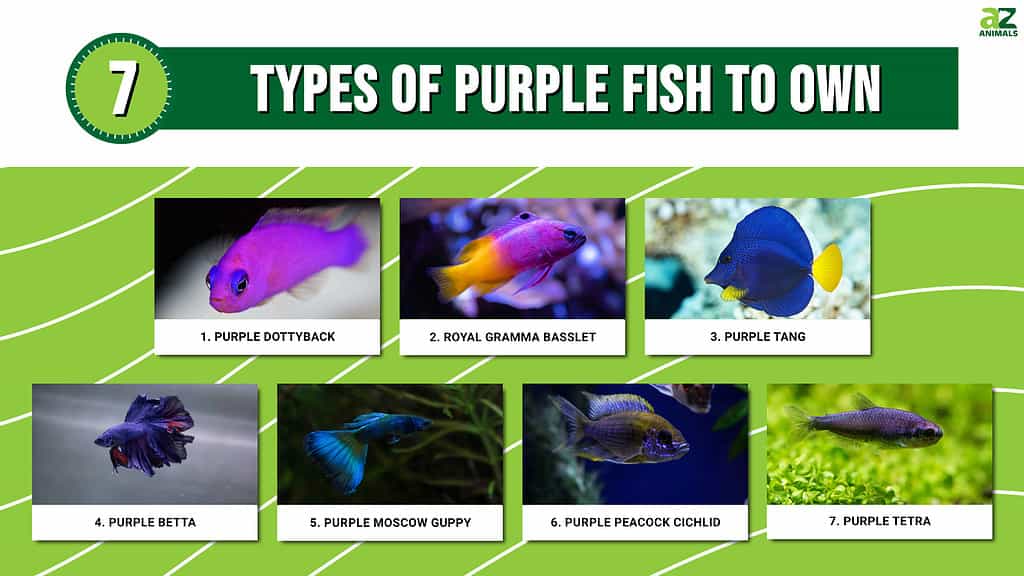 Infographic of 7 Types of Purple Fish to Own