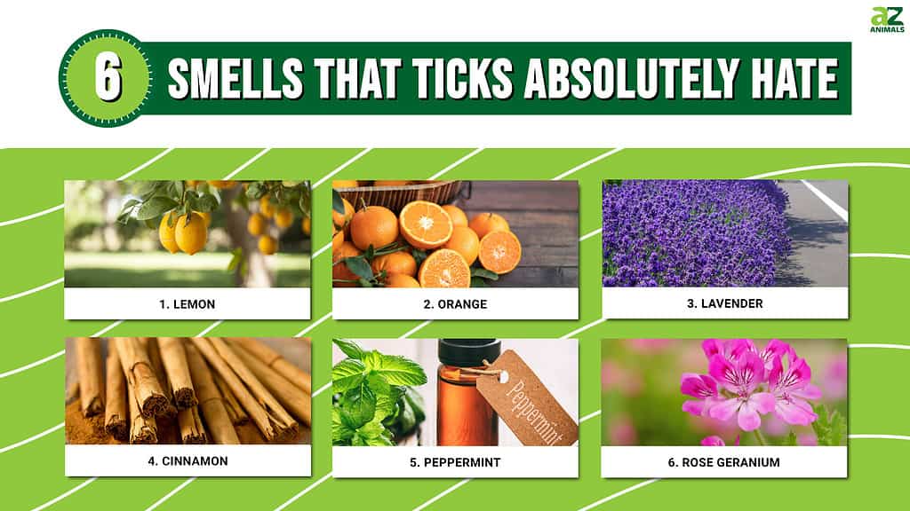 6 smells that ticks absolutely hate