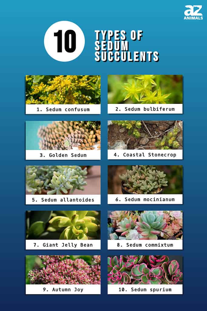 Infographic of 10 Types of Sedum Succulents