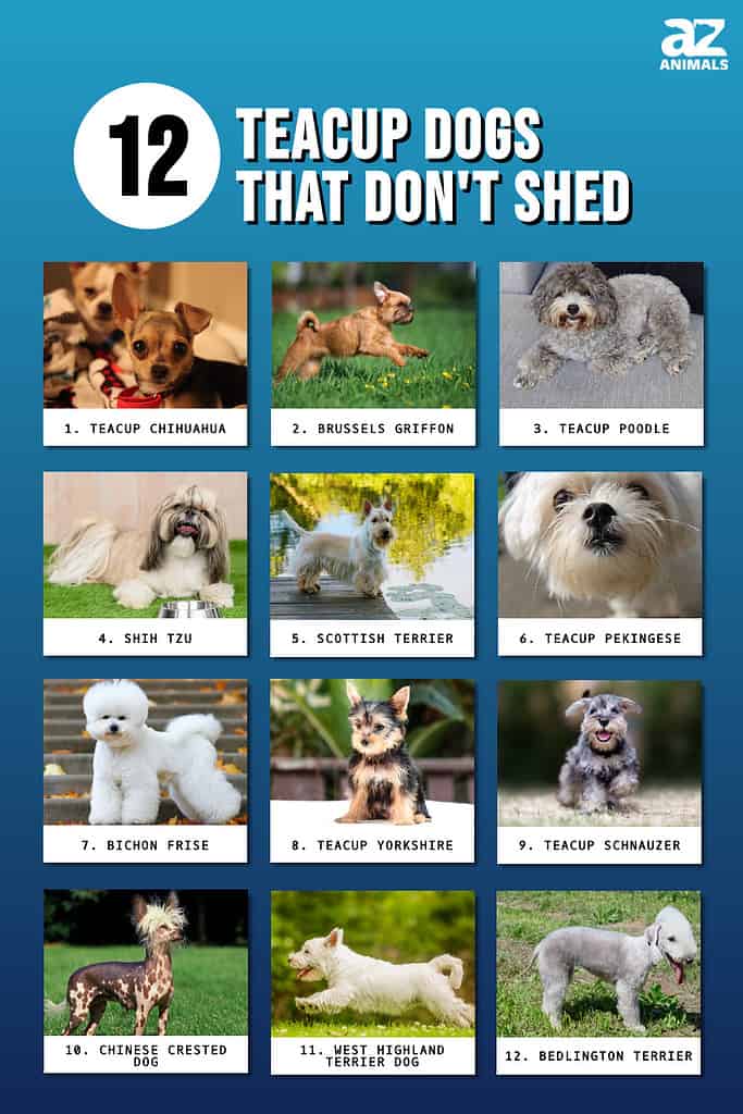 Infographic of 12 Teacup Dogs That Do Not Shed