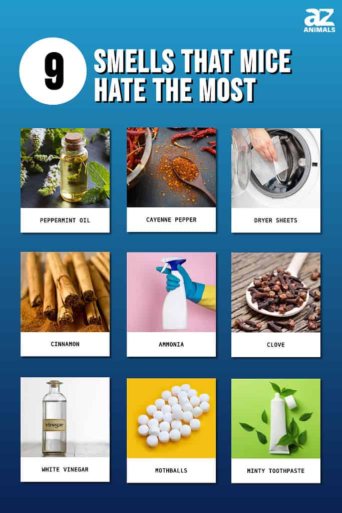 What Do Rats Hate The Most?