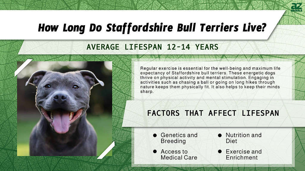 Staffordshire Bull Terrier lifespan