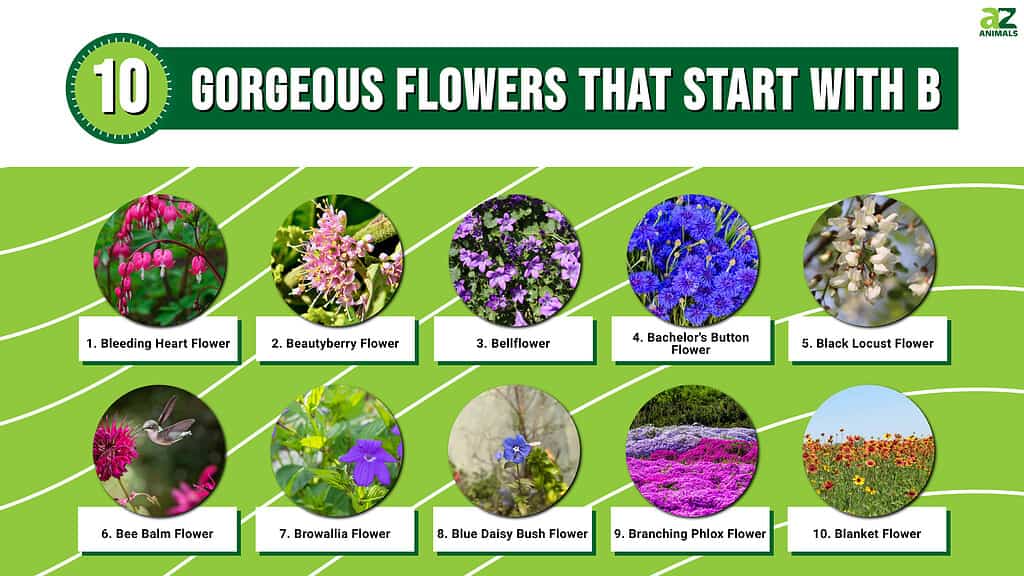 10 gorgeous flowers that start with a B