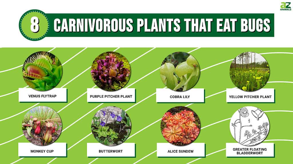 Picture graph of 8 Carnivorous Plants That Eat Bugs.