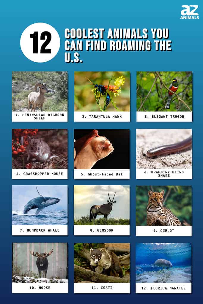These exotic animals can be found in the U.S.
