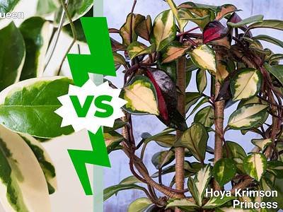 A Hoya Krimson Queen vs. Princess: Which Hoya Plant Is Right for You?