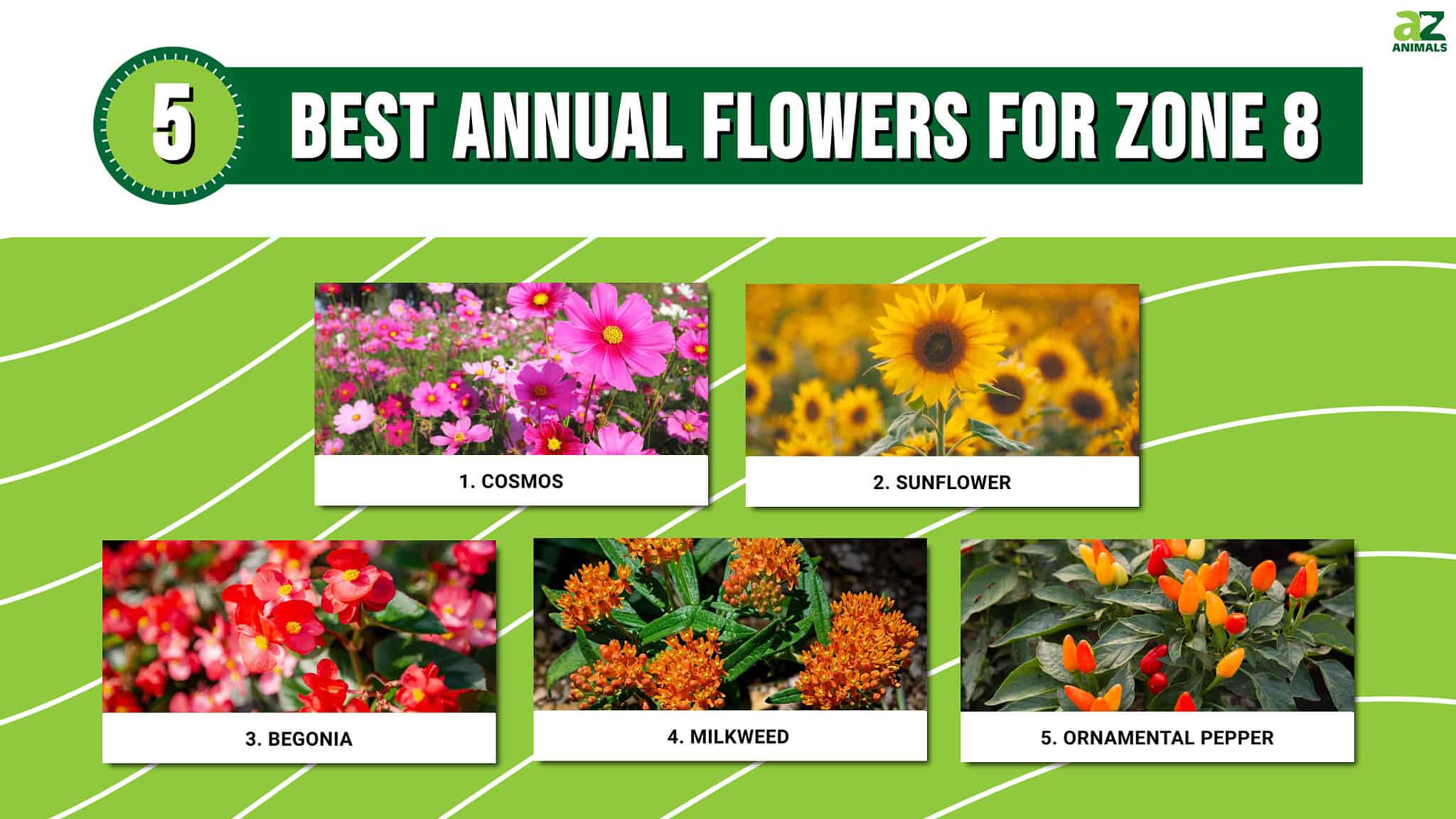 The Five Best Annual Flowers For Zone 8 - A-Z Animals