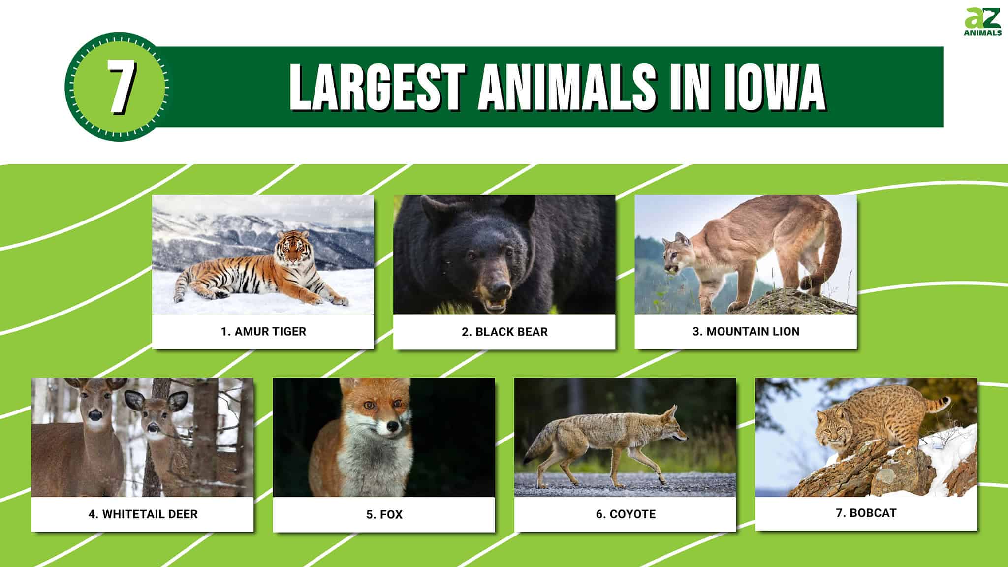 The Largest Animals in Iowa - A-Z Animals