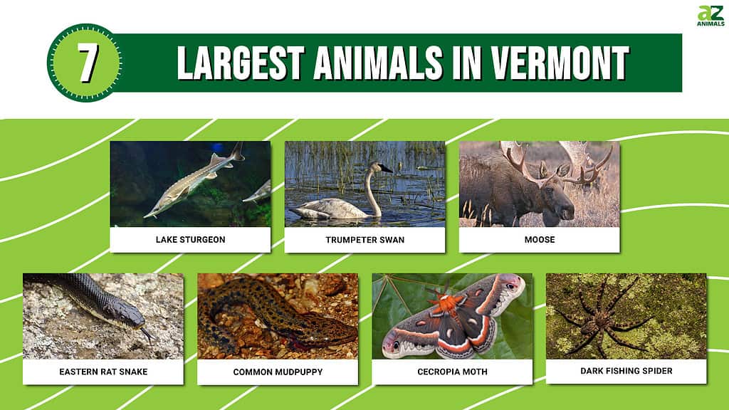 Picture graph of the 7 Largest Animals in Vermont.