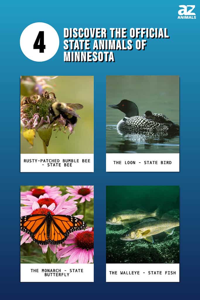 4 Official State Animal of Minnesota
