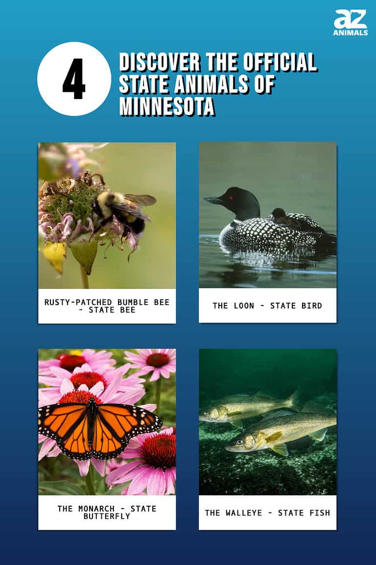 Discover the 4 Official State Animals of Minnesota - A-Z Animals