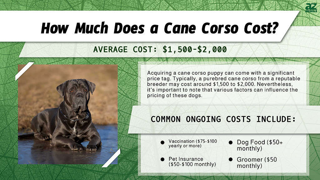 How Much Does a Cane Corso Cost? infographic