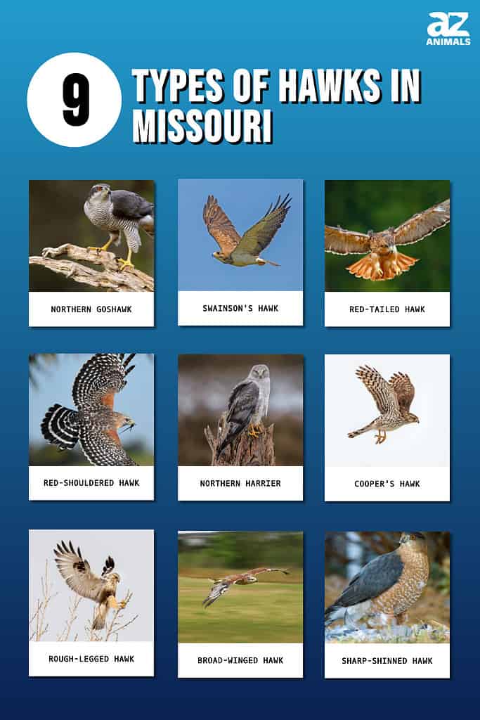 Picture graph of 9 Types of Hawks in Missouri