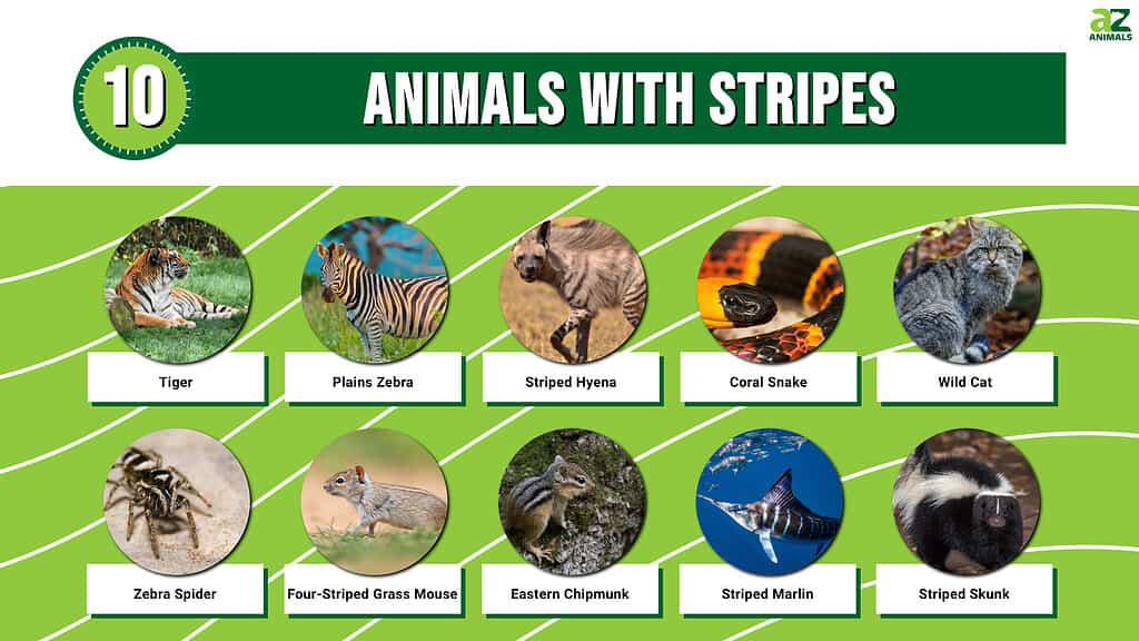 10 Animals with Stripes