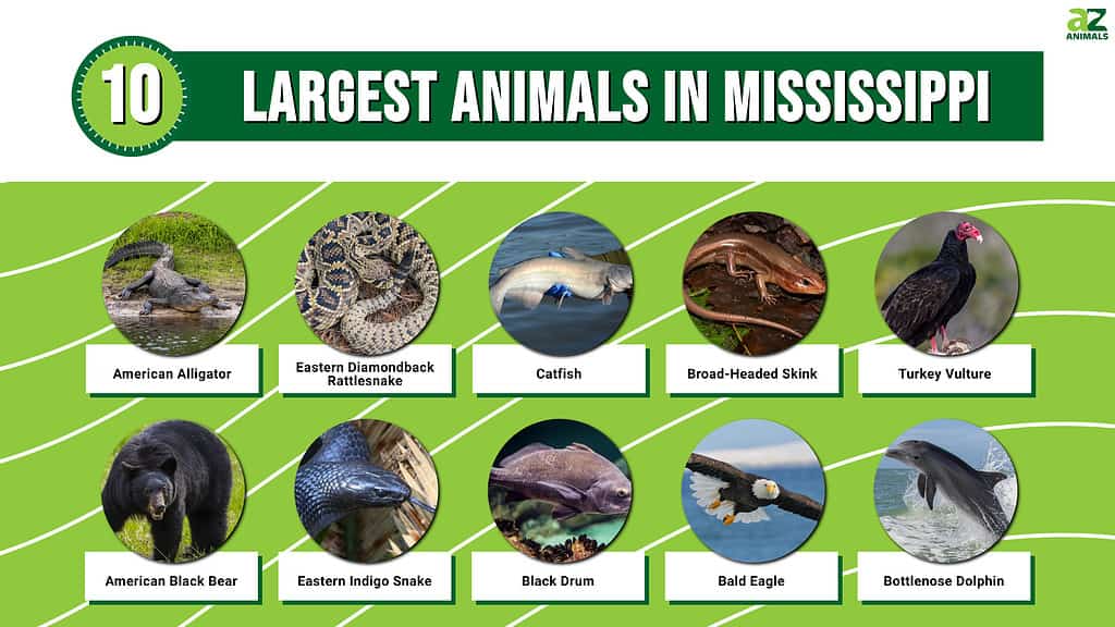 Picture graph of the 10 Largest Animals in Mississippi.
