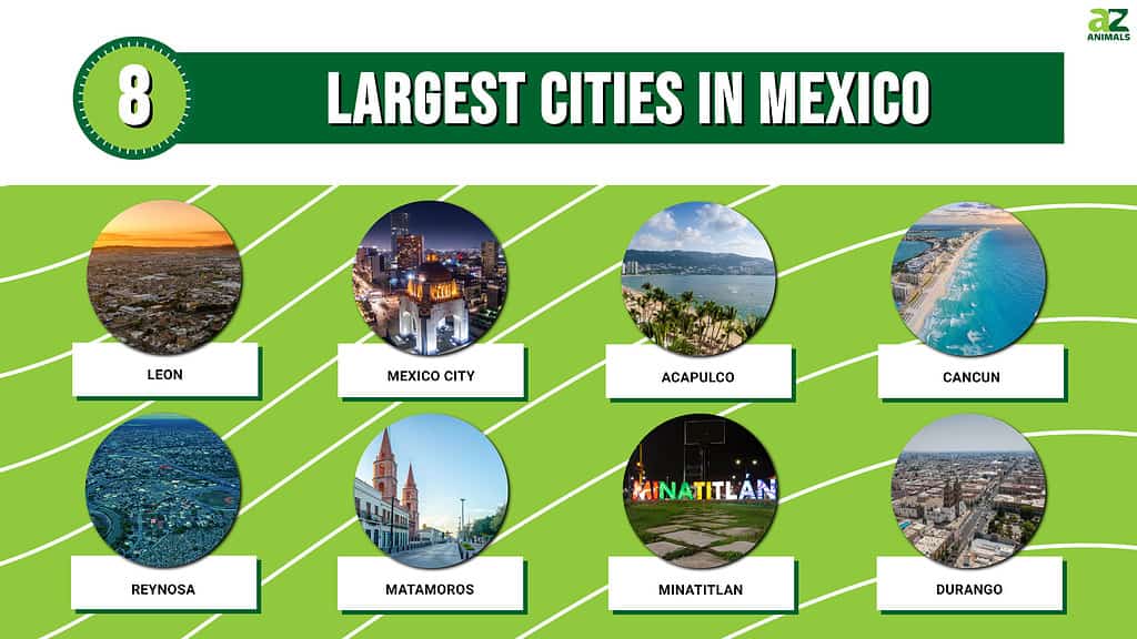 Picture graph of the 8 Largest Cities in Mexico.