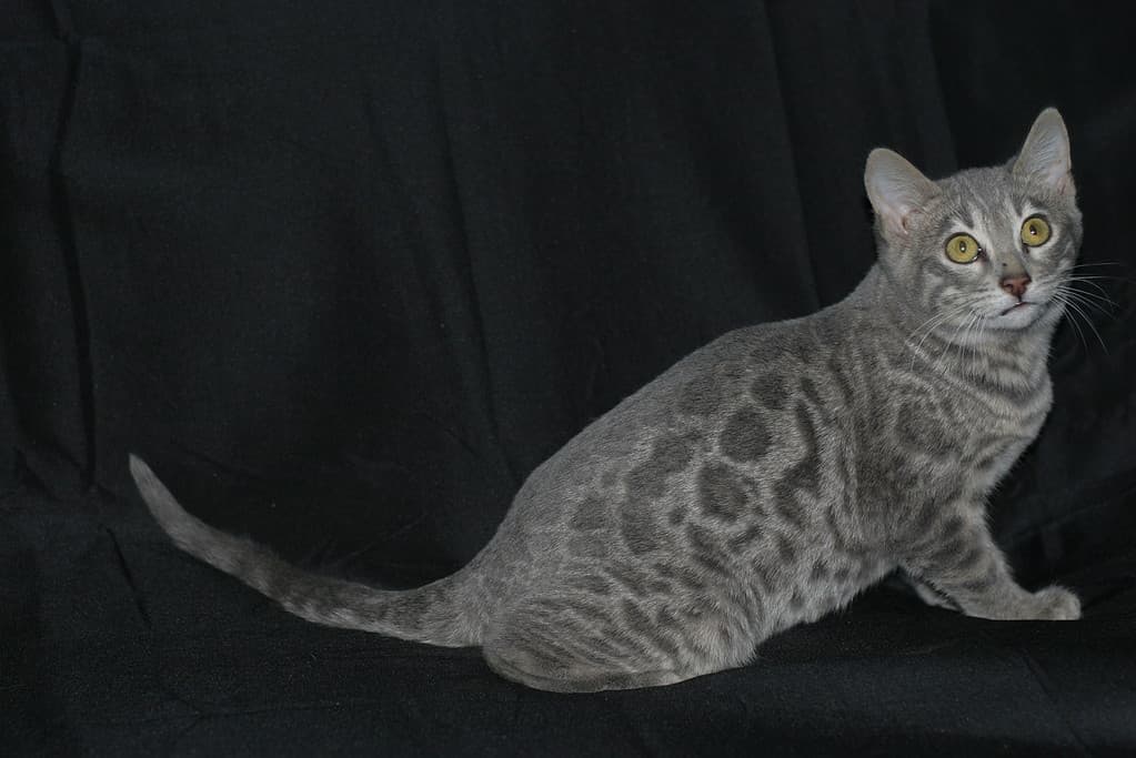 Blue Spotted Bengal Cat