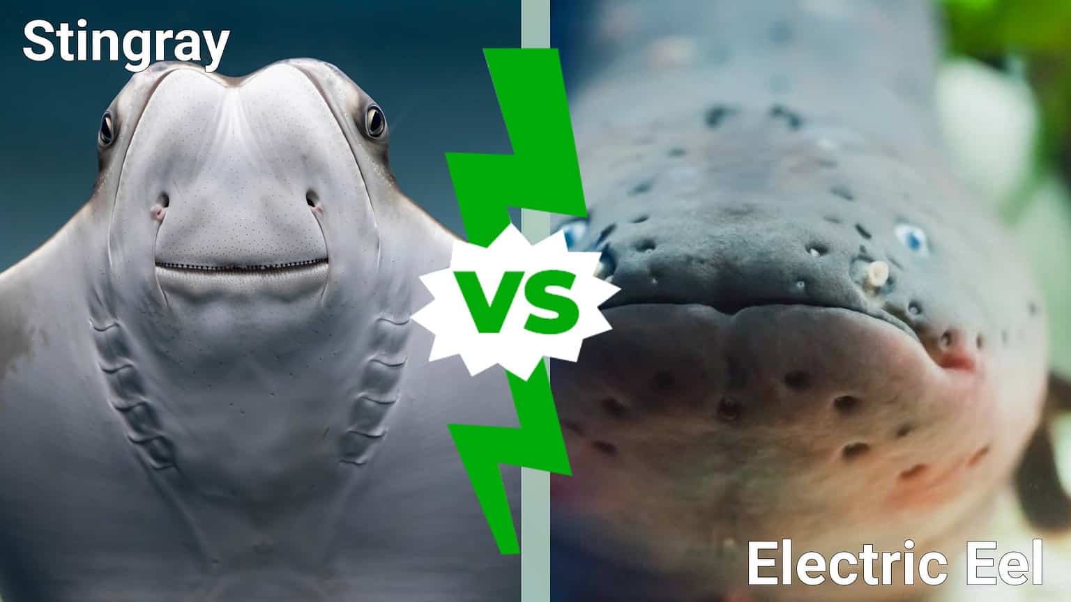 Stingray vs. Electric Eel: Which Deep Sea Creature Would Win In A Fight ...