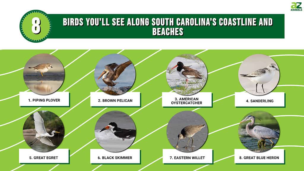 Here are 8 birds you'll see along South Carolina beaches