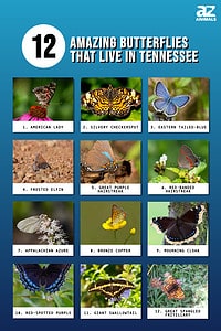 Discover 12 Amazing Butterflies That Live in Tennessee - A-Z Animals