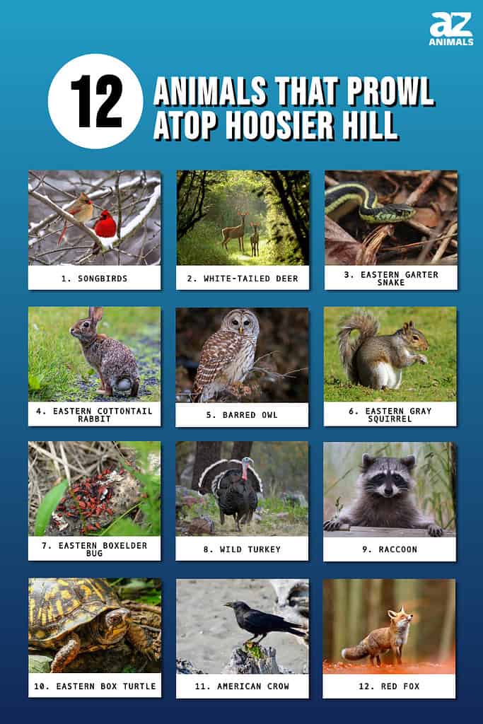 Discover 12 Animals That Prowl Atop Hoosier Hill - A-Z Animals