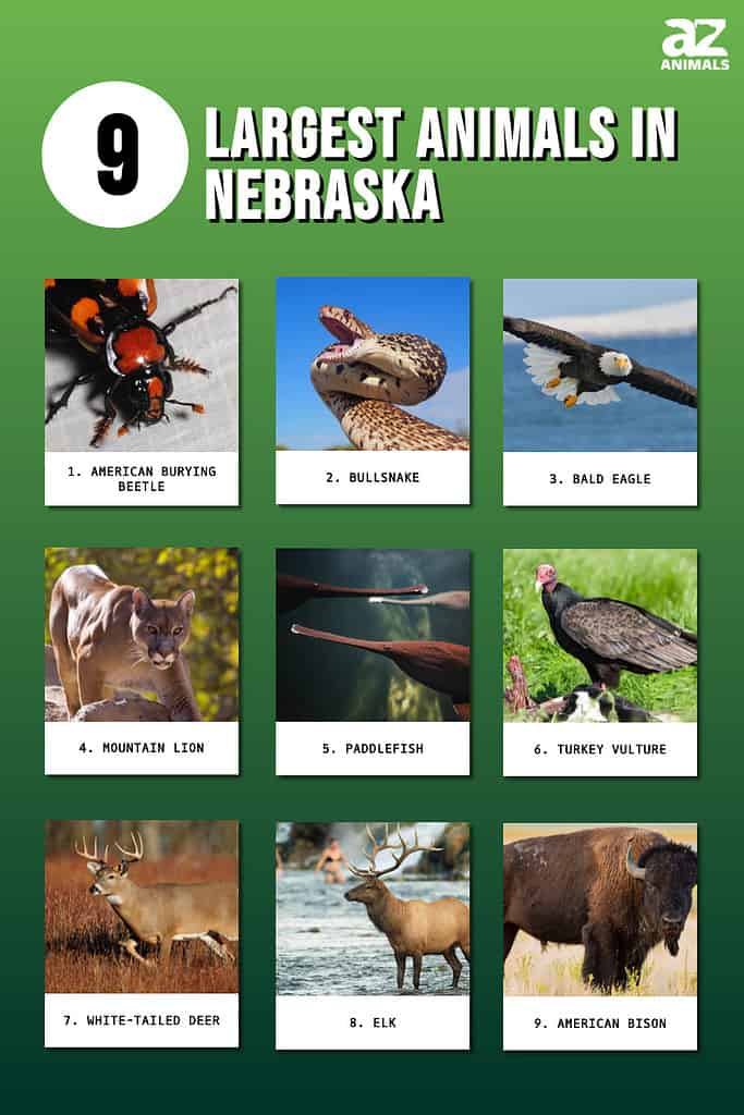 Infographic of 9 Largest Animals in Nebraska