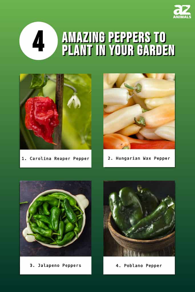 4 Amazing Peppers to Plant in Your Garden