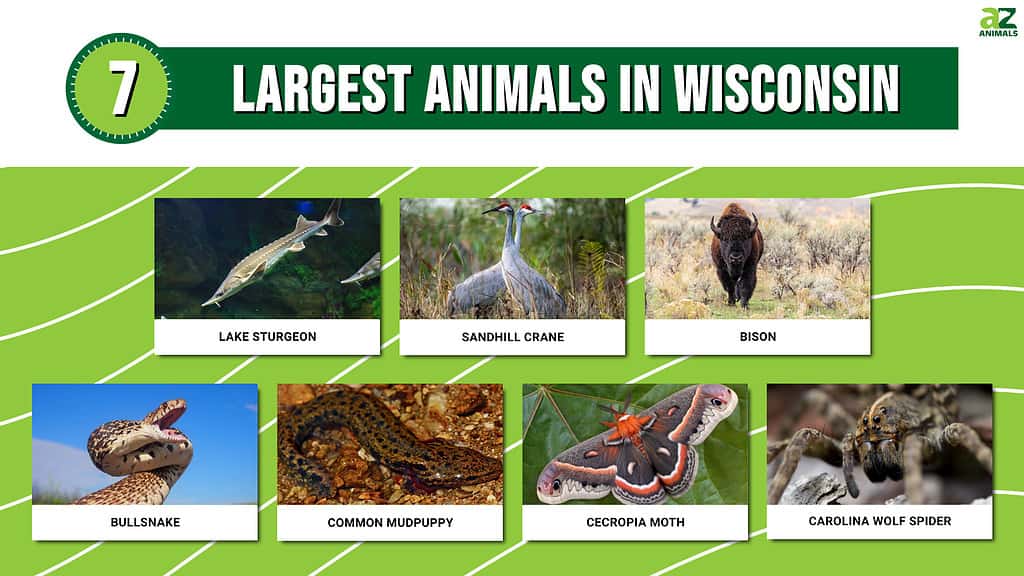 Picture graph of the 7 Largest Animals in Wisconsin