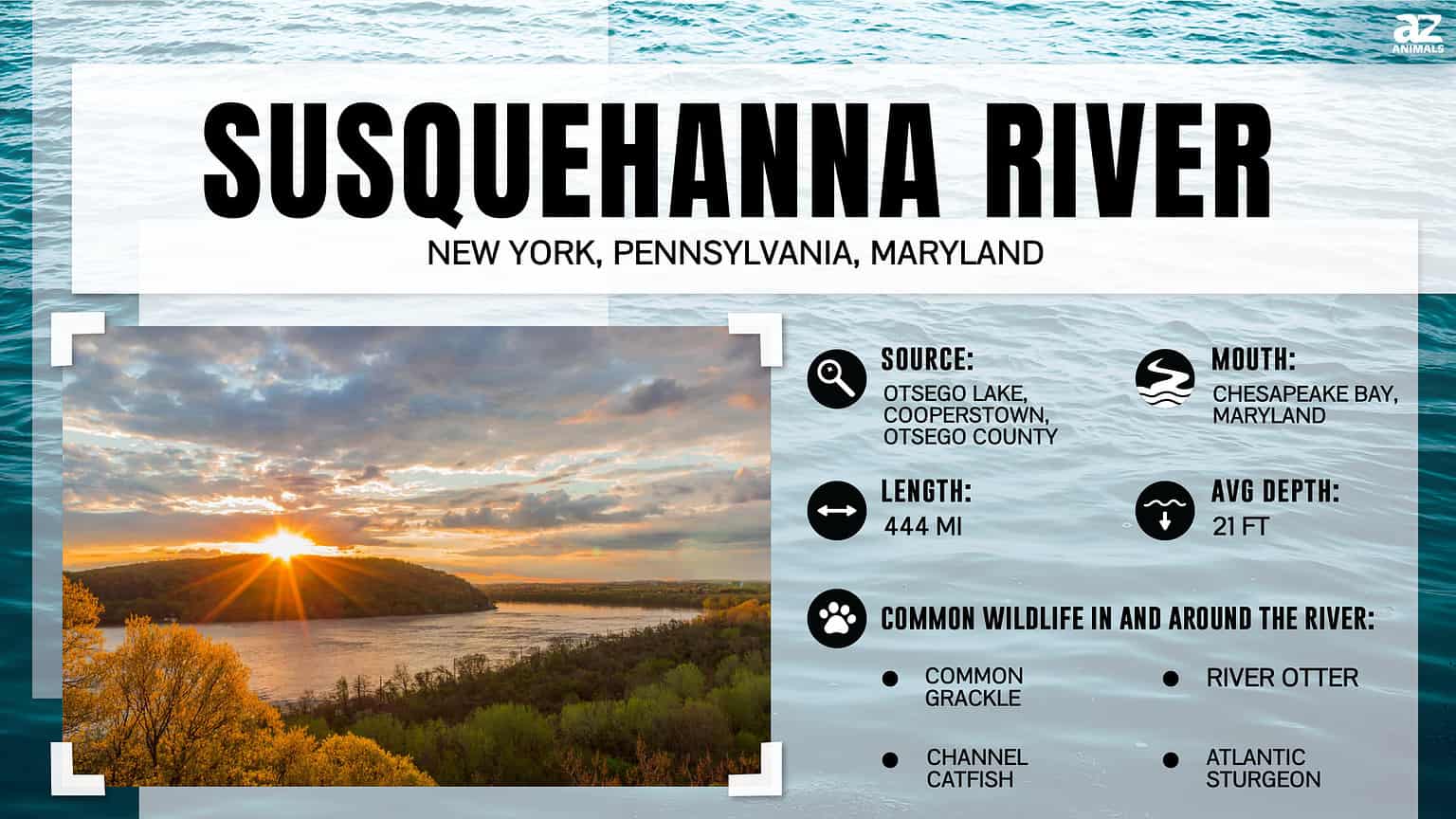 Z Intra Rivers What's in the Susquehanna River and Is It Safe to Swim In? - A-Z Animals