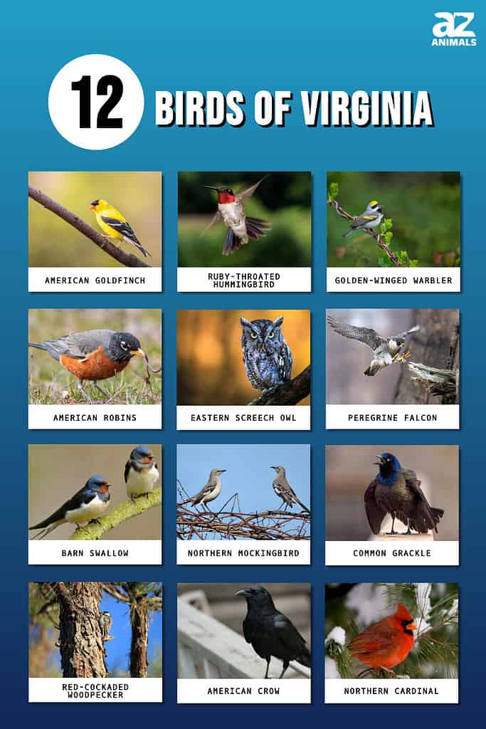 Picture graph of 12 Must-See Birds in Virginia.