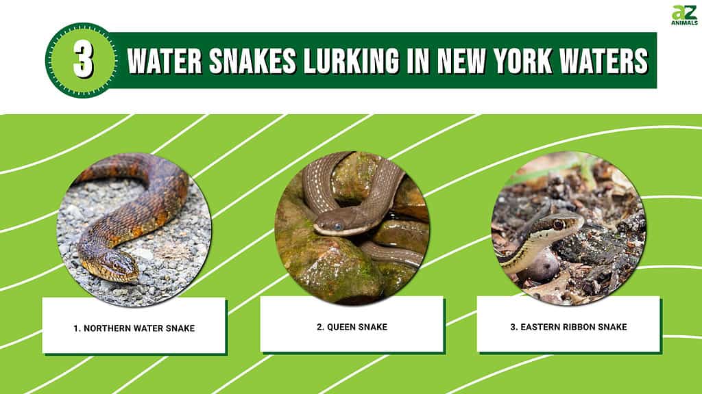 These water snakes can be found in New York waters