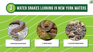 Discover 3 Water Snakes Lurking In New York Waters - A-Z Animals