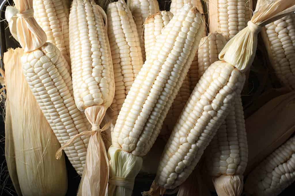 A Pile Dried White Corn for Background
