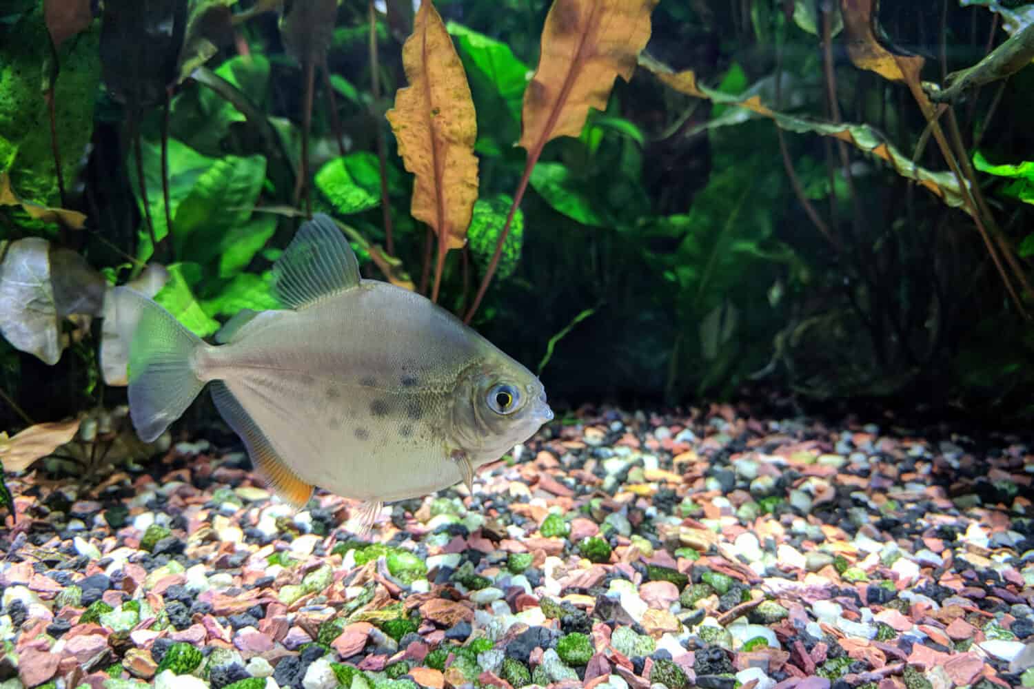 Silver Dollar fish (Metynnis lippincottianus) swimming in freshwater tropical densely planted aquarium 
