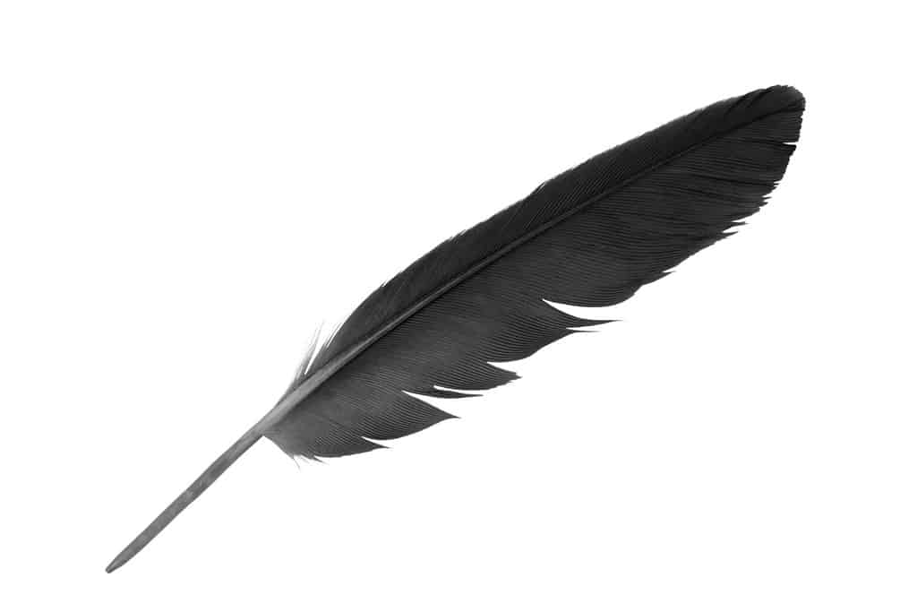 Beautiful black feather isolated on white background