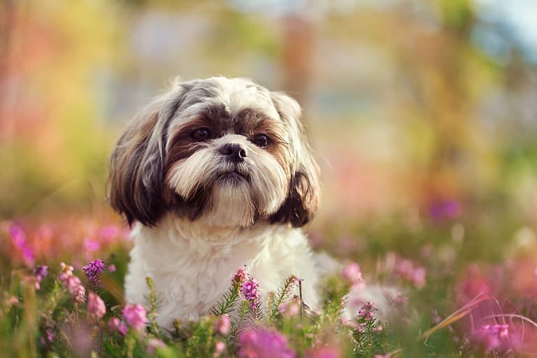 Portrait of a Shih tzu, shot in nature, vivid colors, blurry background
