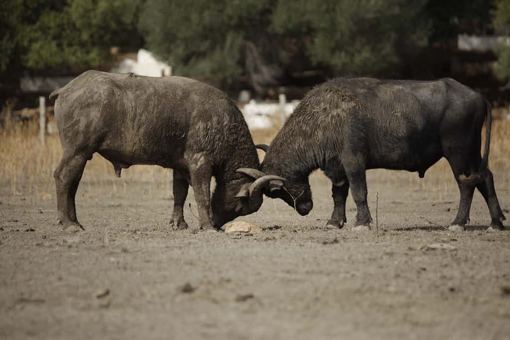 Two huge water buffalos fighting on a sandy soil in tunisian national park
