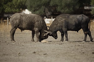 Watch Two Huge Water Buffalo Bulls Charge and Clash Horns for Mating Rights Picture