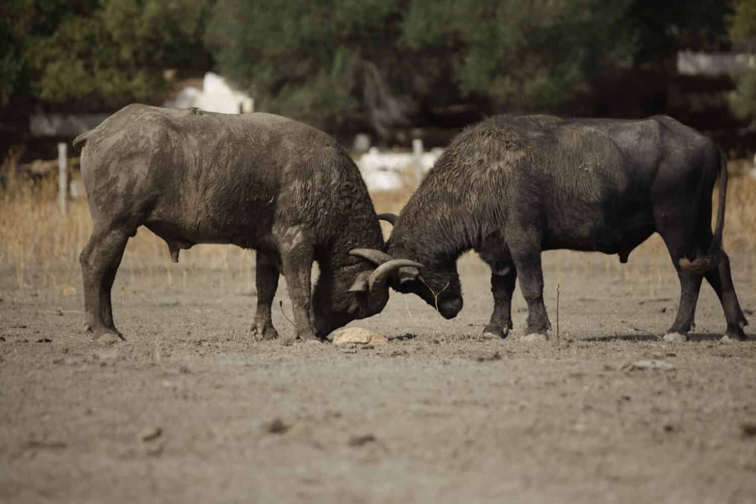 Two huge water buffalos fighting on a sandy soil in tunisian national park