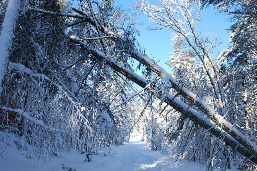 Cold snowy forest with trees fallen down from a brizzard