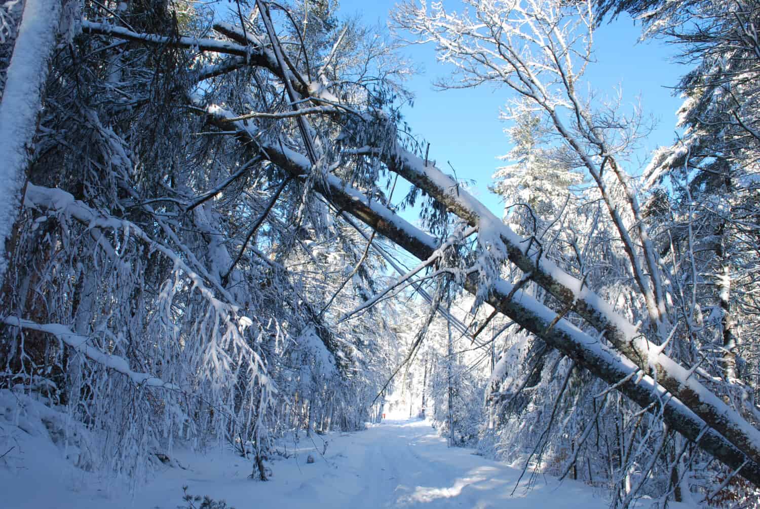 Cold snowy forest with trees fallen down from a brizzard 