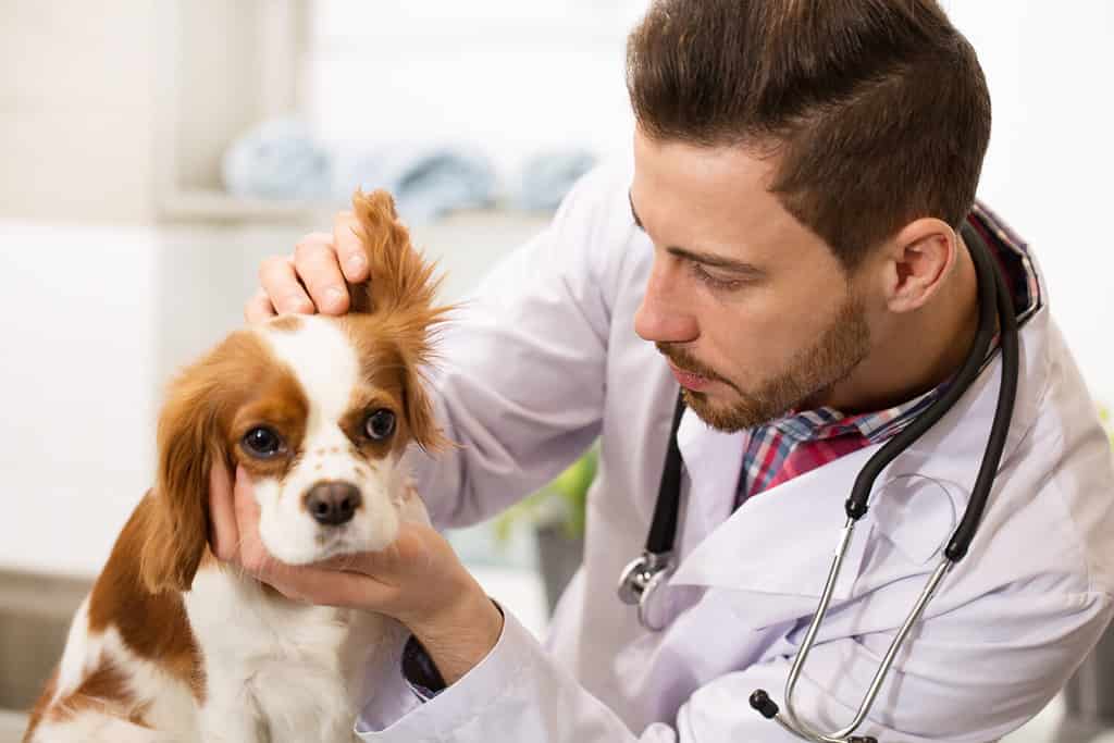 Close up of a young handsome bearded male veterinarian working at his office examining ears of an adorable fluffy spaniel puppy copyspace medicine pet care profession occupation job owner.