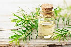 Fact or Fiction: Does Tea Tree Oil Really Keep Bugs Away? Picture